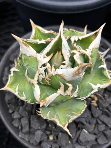 �A�K�x �`�^�m�^ �I������ �q���A / ave titanota �L�]��