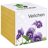 Lokale Produktion Ecocube Veilchen im Holzwürfel