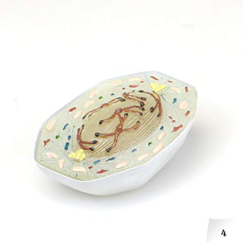 Image of Parco Scientific PB00160 Animal Mitosis 3D Model | 9 Stage Mitosis Demonstration | Biology Classroom Cell Division Display | Detailed Open Cell Organelles | Pieces Equipped with Stand | W Manual