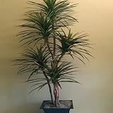 New Fresh 50pcs Green Cordyline Indivisa Semillas de plantas