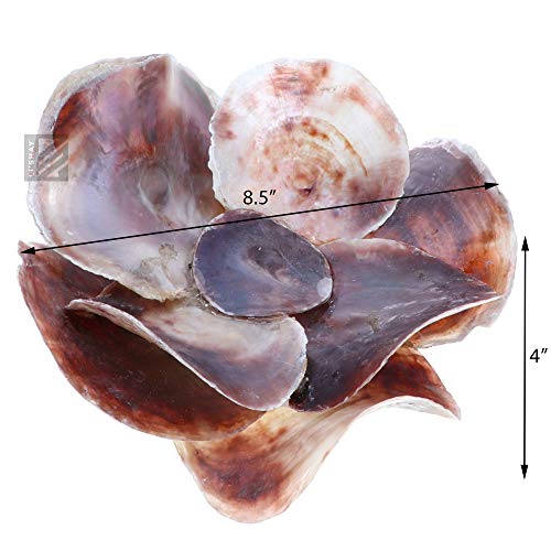 Li'shay Oyster Shell Pillar Candle Holder Seashell Flower Votive-Brown #TOP2