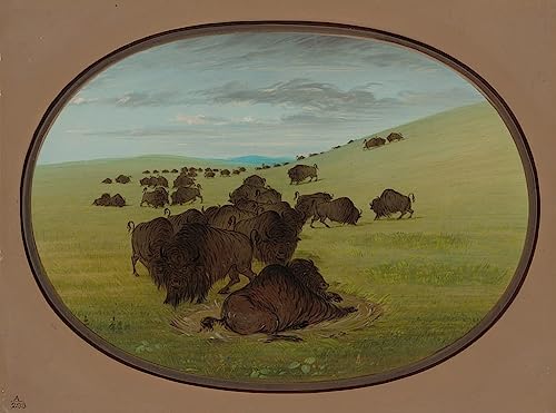 Impression d'affiches un animal se vautrer George Catlin toile 60x90cm