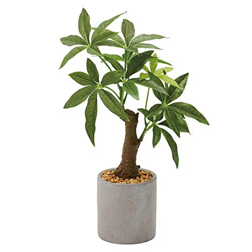 鉢 小型 観葉植物の人気商品 通販 価格比較 価格 Com