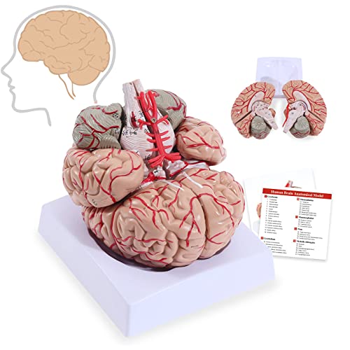 Modèle d'anatomie de l'artère cérébrale pour mémoriser facilement les structures vasculaires