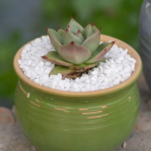 Image of 1.1 LB White Succulent Cactus Soil Cover Gravels, Decorative Small Rock | Indoor Plants,Natural Stones for Aquarium Fish Tank,Grow Media Cultivation Hydroponic Pebbles,2-5mm