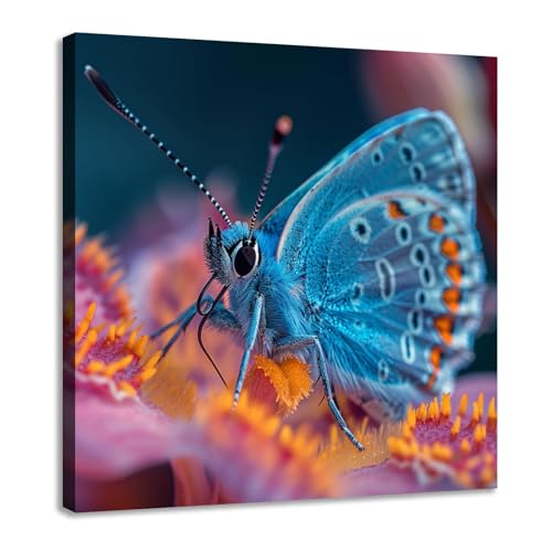 Toile papillon coloré DMZPKZB tableau encadré haut de gamme 70x70cm pour salon