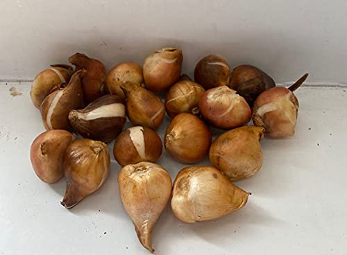 GARTHWAITE NURSERIES® : - UK Stockist. 10 Mixed Darwin Hybrid Tulip Bulbs Spring Flowering Hardy Garden Perennial