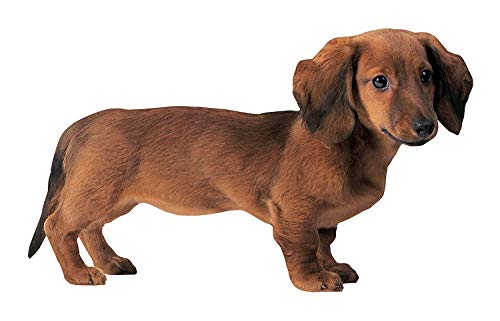 Imán decorativo perro Dachshund 3.75 x 2 pulgadas