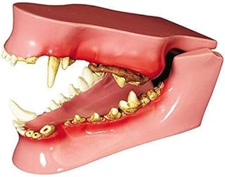 Canine/Dog Jaw Anatomical Model-Dog Teeth Anatomical Model Features Nine Pathologies for Veterinary Medical Teaching Laboratories Size: 4.75X 2.75X 2