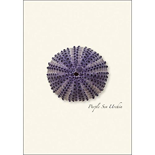 Image of Earth Sky + Water - Sea Urchin Assortment Notecard Set - 8 Blank Cards with Envelopes (2 each of 4 styles)