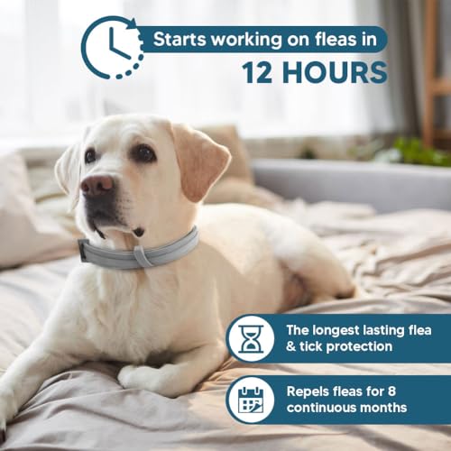 Dog Flea Tick Collar Flea  Tick Prevention for Dogs 8 Months Protection Dog Flea Collar Adjustable Collar Fits Large Dogs  Puppies Flea Treatment Collar for Dogs 2 Pack  Cucciolini Doodles Dog flea tick collar flea  tick prevention for dogs 8 months protection dog flea collar adjustable collar fits large dogs  puppies flea treatment collar for dogs 2 pack   cucciolini doodles