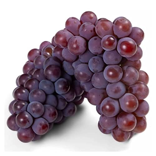Muda de Uva Niágara Rosada Enxertada Linda Produção Precoce
