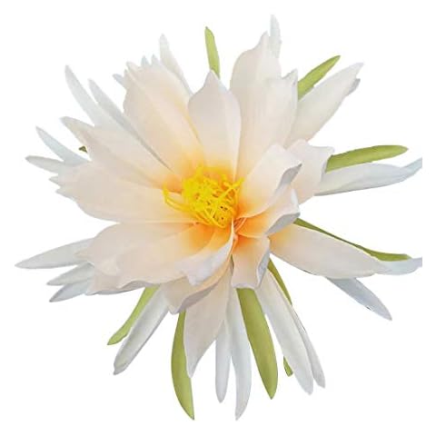 Calcifer 3 Stems Silk Broad-leaved Epiphyllum Night-blooming Flowers Orchid Cactus Artificial Flowers (Champagne) Cover