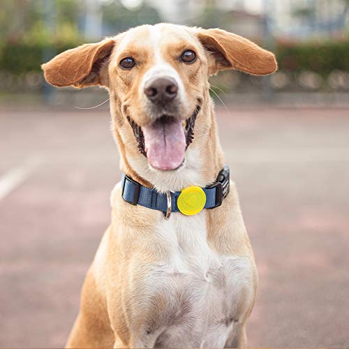Coleira Para Cachorros dog27 Juca Tamanho:PP