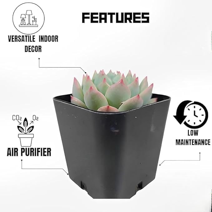Image of Laxmi Kamal Vishnu Kamal Succulent Plant with Pot | Lucky Indoor Outdoor Cactus Succulent for Home Office Decor | Vastu Feng Shui Positive Energy Good Luck Plant | Wealth & Prosperity, Positive Energy