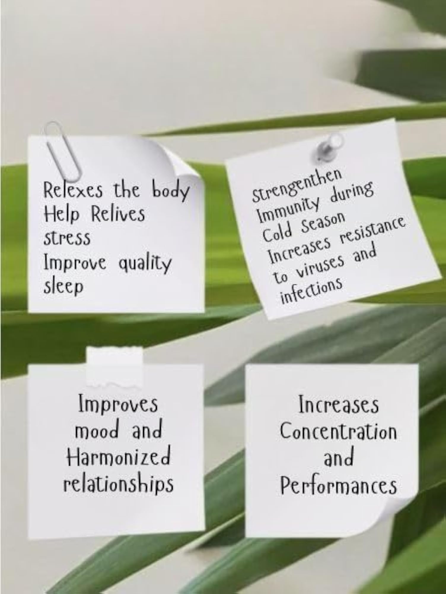 Essentialista Eucalyptus Essential Oil for Relaxation