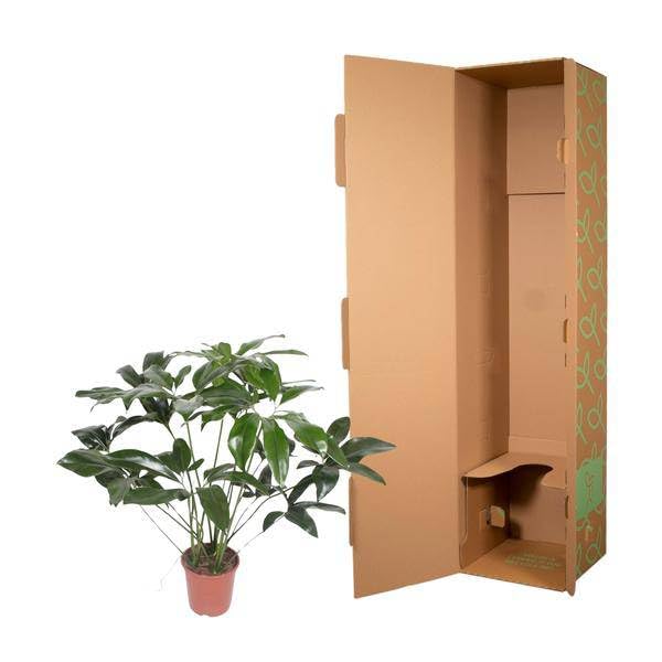 Philodendron zielony cud - 120 cm - ø27