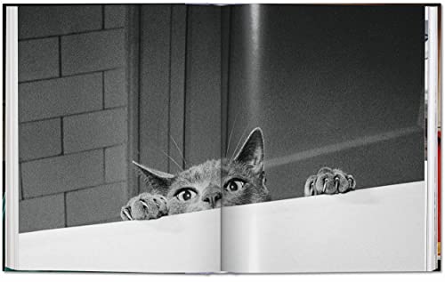 Cats: Photographs 1942 - 2018