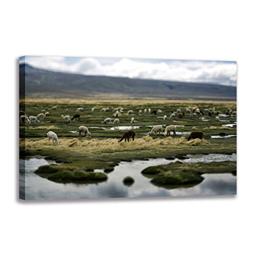 Alpagas Eat Herbe Impression sur toile encadrée grand format 90x140 cm pour salon