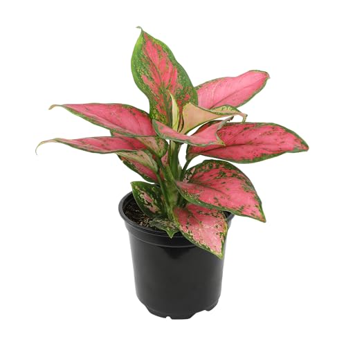 Live Aglaonema Chinese Evergreen Plant 'Beauty', Indoor Houseplant for Home or Office, Air Purifying Real Indoor Plants for Beginners, Variegated Tropical Houseplants, Easy to Grow