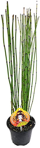 Fangblatt - Equisetum japonica - japanischer Schachtelhalm - exotische Teichpflanze ca. 40 cm hoch Cover