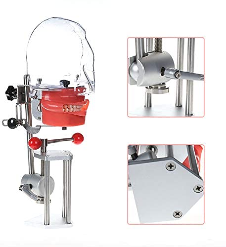 BONEW Dental Simulator Manikin Phantomkopf Kunststoff Pädagogisches Zahnzahnmodell mit Bankhalterung für Bildung Fix on (Tischtyp)