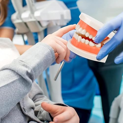 CLKE Zahnarztmodell, 2 pädagogische Modelle + 2 Zahnbürsten aus Kunststoff, Modelle für zahnärztliche Ausbildung aus PVC, zur Demonstration von Zähnen, zum Unterrichten von Kindern, Zähneputzen