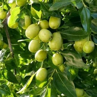 Image of Fresh ber leaves (121 Fresh Leaves)