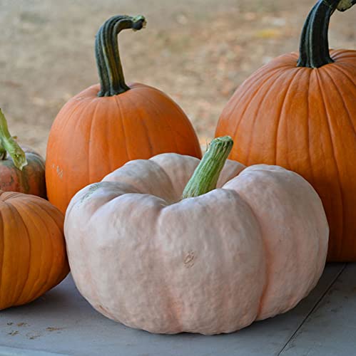 Chuxay Garden 90 Seeds Pink Pumpkins,Cucurbita Maxima,Porcelain Doll Squash Delicious Vegetable Rare Pink Fruit Organic Healthy Non-Gmo Great For Cooking #TOP3