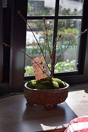 Amazon.co.jp: 十月桜盆栽 二季咲桜 めずらしい 桜盆栽 : DIY・工具