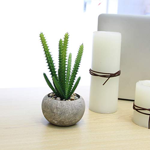 Plantas para Regalar en Bodas