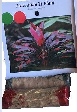 HAWAIIAN TI PLANT LOGS RED and GREEN ~ GROW HAWAII