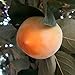 Produktbild Müllers Grüner Garten Shop Diospyros Kaki Sorte Ragno chinesische Dattelpflaume veredelte Sorte ca. 80-120 cm im 9,5 Liter Topf
