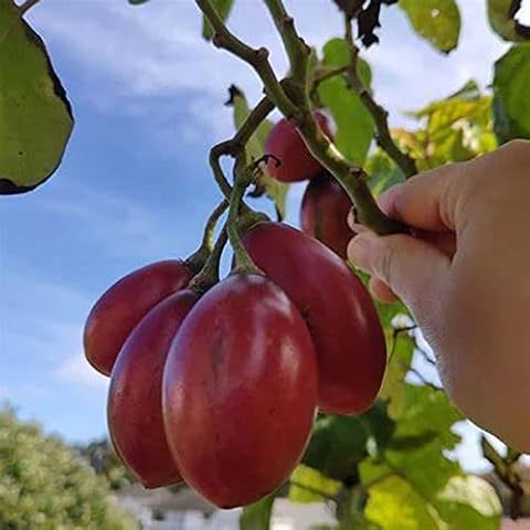 CHUXAY GARDEN Red Tamarillo Seeds Cover