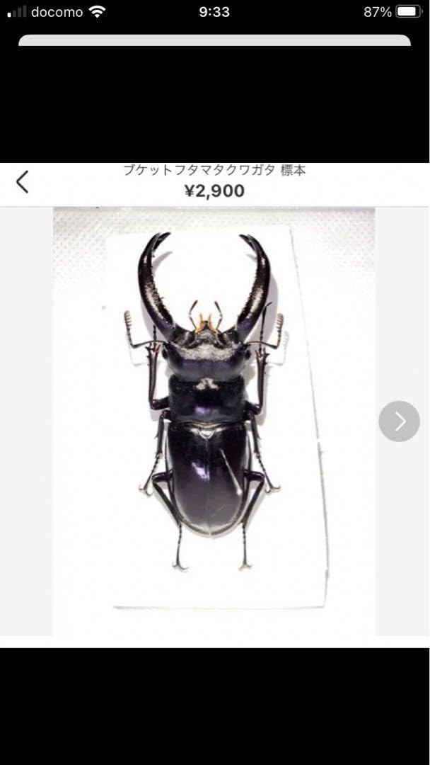 クワガタ ブケットフタマタクワガタ/11月14日通関品/外国産クワガタ