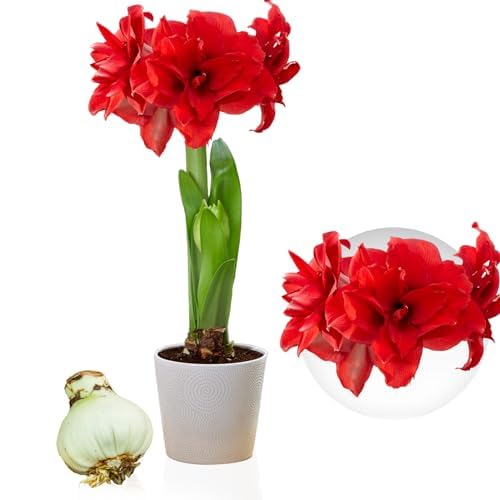 Amaryllis Zwiebel Double Red - 1 Blumenzwiebel in Großformat 26/30 - Exklusive Zwiebeln - Echte Pflanzen aus Holland - Hippeastrum (keine Samen, Wachs und nicht künstlich)