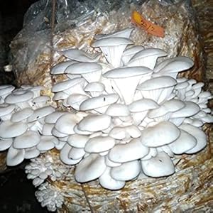 Mushroom Seeds
