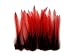 Rooster Feathers; RED Laced Rooster Cape Feathers - 2 to 4 Inches long - 10 Pieces