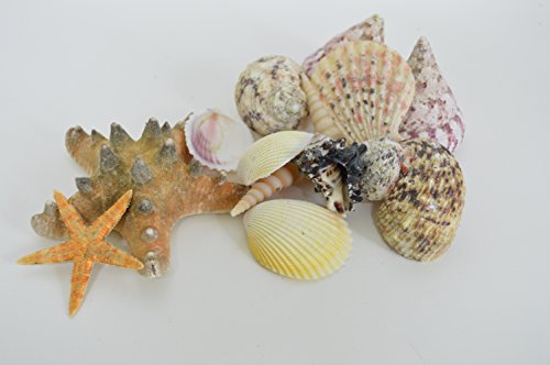 13 Assorted Medium Seashells and Starfish. Sea Shells from Sustainable Source