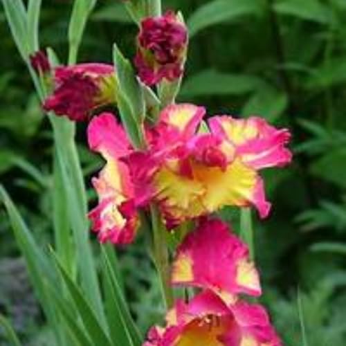 Gladioli bulbi,piante erbacee perenni,bulbi di fiori colorati,Resistenti,gladioli fiori,Pianta di gladiolo,Giardino del gladiolo in vaso,bulbi di gladioli(non artificiali)-15bulbi-B