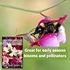 Sow Right Seeds - Mammoth Mix Sweet Pea Seeds for Planting - Beautiful Flowers to Plant in Your Garden - Non-GMO Heirloom Packet - Fragrant Colorful Blooms for Bouquets - Wonderful Gardening Gift (1) #4