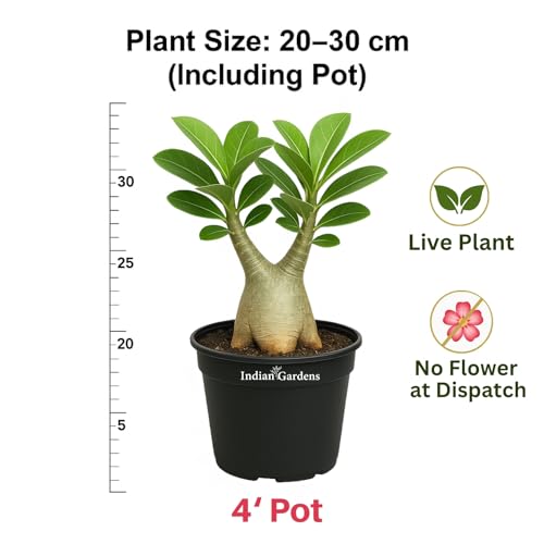 Image of Indian Gardens - Adenium Arabicum Live Plant in Black Pot | Desert Rose Bonsai | Low Maintenance Ornamental Plant for Home & Garden (Arabicum, 4 ' (Min : 2))