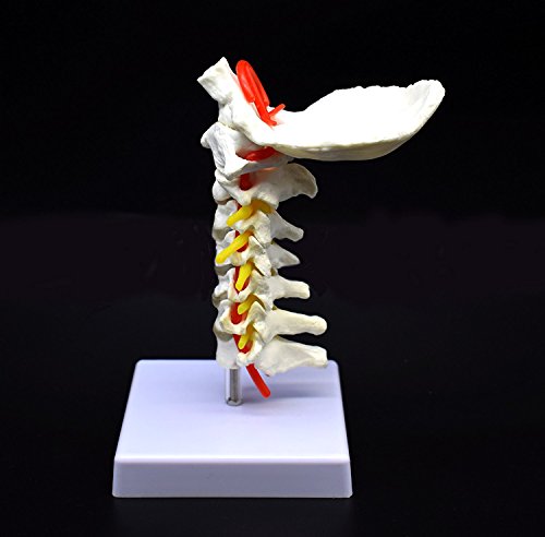 Cervical Vertebra Arteria Spine Spinal Nerves Anatomical Model Anatomy for Science Classroom Study Display Teaching Medical Model - Thumbnail 3