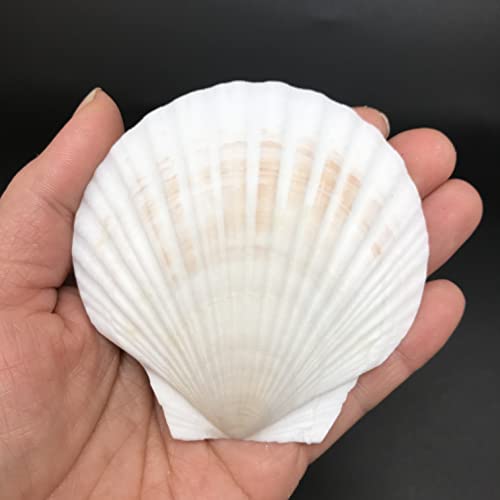 Pepperlonely 8 Pc Large Great Scallop Sea Shells, Irish Deeps Or Irish Baking Shells, 3 Inch ~ 4 Inch #TOP6
