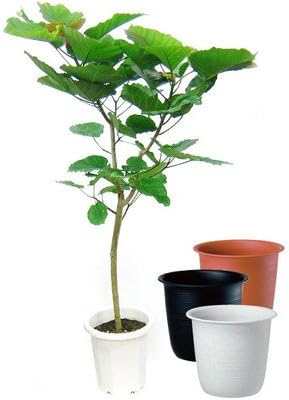 Amazon フィカス ウンベラータ 10号サイズ ツリーポット 鉢カバー 付き ブラウン 観葉植物 オンライン通販
