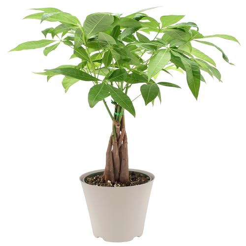 Image of LV64 Live Braided Money Tree Pachira Aquatica Indoor Houseplant in Arcadia Garden Product's Branded Plastic Pot, Tropical Plant Collector Gift for Home and Garden Decor, 6-inch, Tan