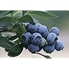 Blueberry Plant - BLUERAY - Extra-Large Fruits, Excellent Flavor and Great for Backyard Growing