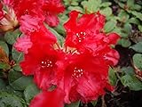 Rhododendron / Alpenrose Bad Eilsen online aus der Baumschule kaufen - Rhododendron repens Bad Eilsen günstig online bestellen