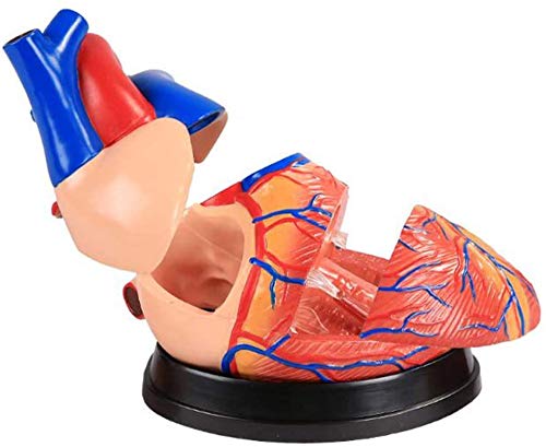 4 Human Heart Models, Studio 3D Model of Anatomy And Physiology Tools for Students - with the Medici Guide - Educational Kit for Kids