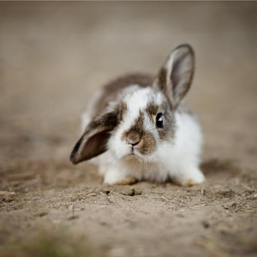 Cruelty-Free Decoded: What the Label Really Means and How to Avoid Being Misled
